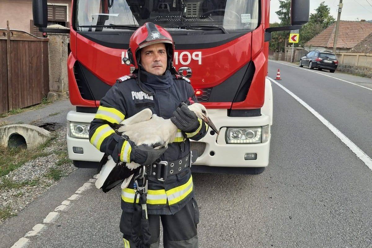 A gólyafiókát átadták egy egyesületnek •  Fotó: Kovászna megyei tűzoltóság/Facebook