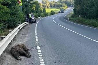Elgázoltak egy medvét Mikóújfalunál
