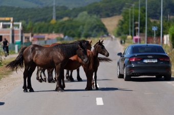 Szabadon kószáló lovakat kerülgetnek a sepsiszentgyörgyi autósok