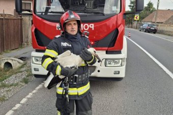 Gólyafiókát mentettek a tűzoltók Oltszemen