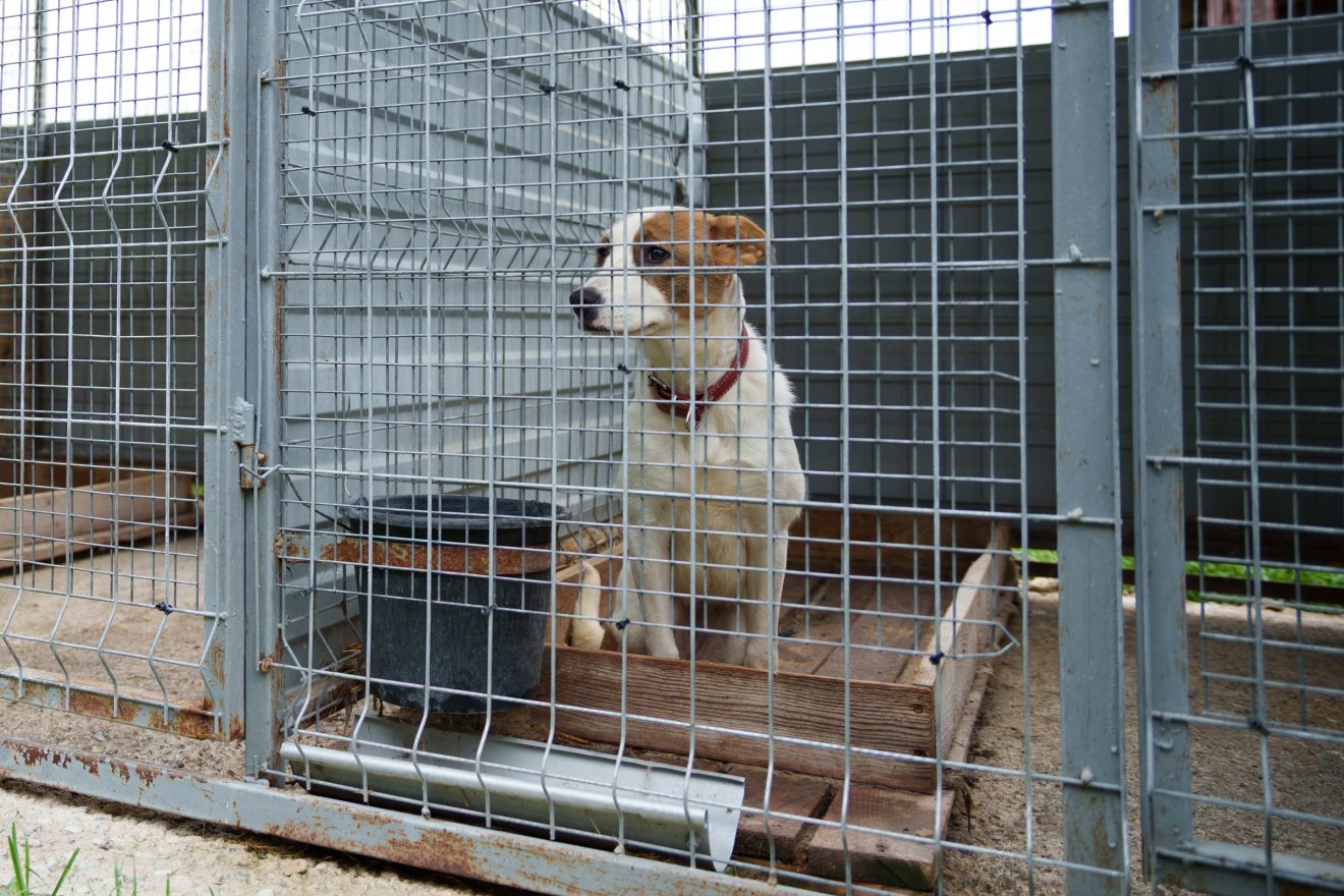 Az elhagyott kutyát biztonságba helyezték a menhelyen •  Fotó: Tuchiluș Alex