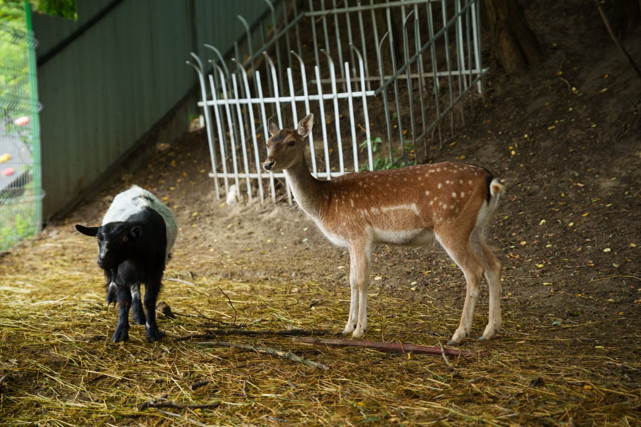 Kecskék, őz, vaddisznó, farkaskeverék, ló, szamár is simogatható a menhelyen •  Fotó: Tuchiluș Alex