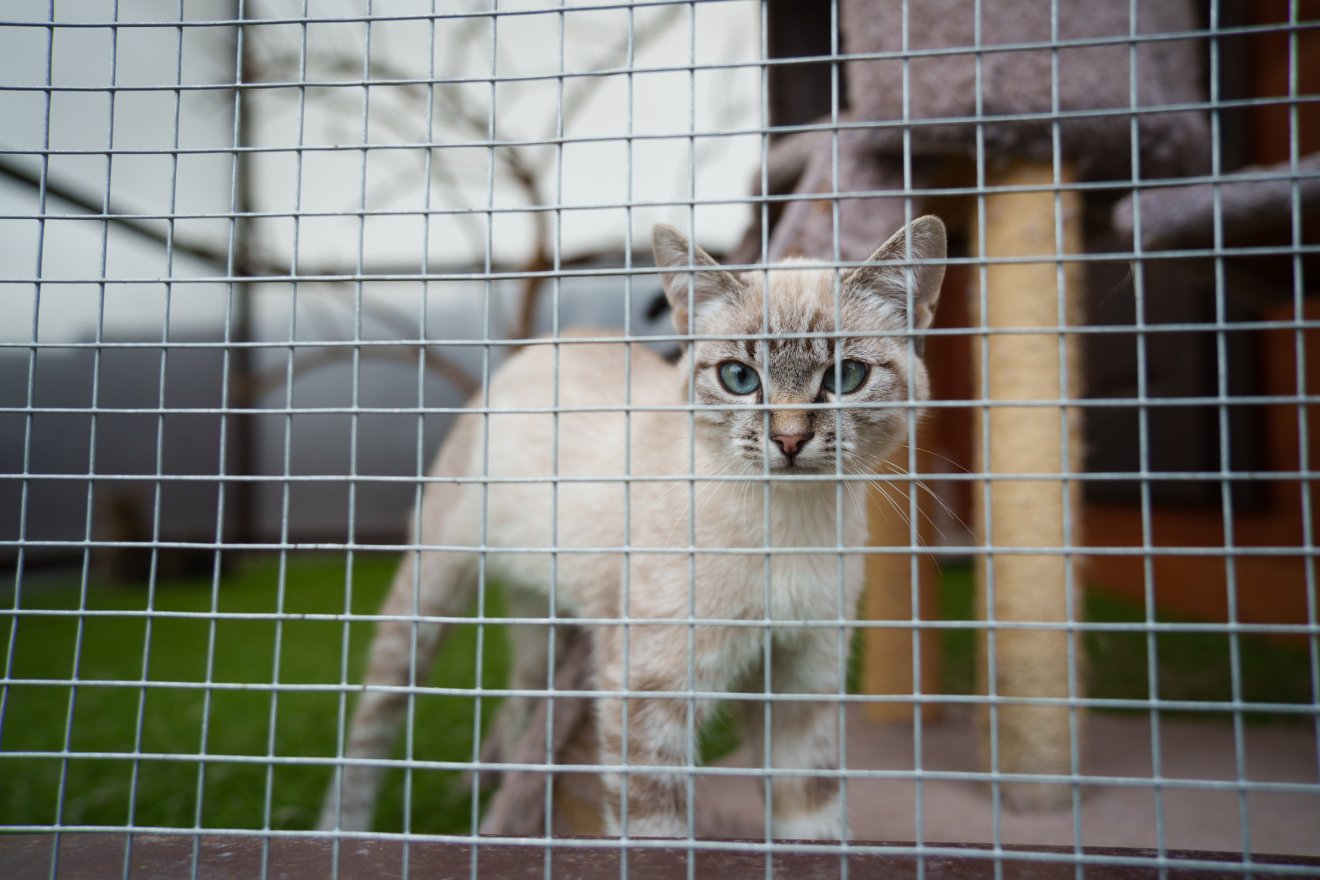 Kölyökkutyákat és kis cicákat hagynak az út szélén az emberek •  Fotó: Tuchiluș Alex