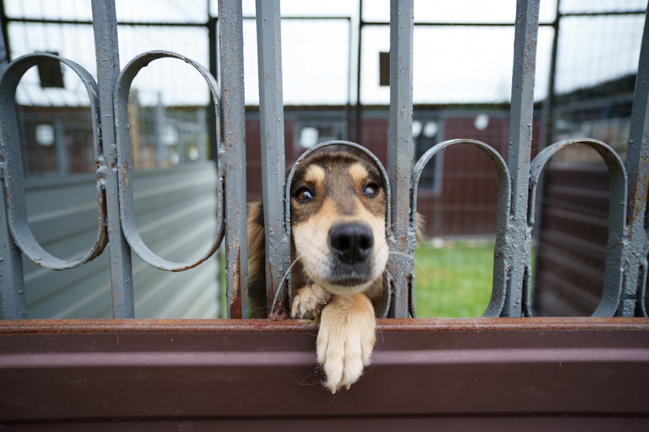 A menhely korábbi kóborok, kidobott, megkínzott állatok otthona •  Fotó: Tuchiluș Alex