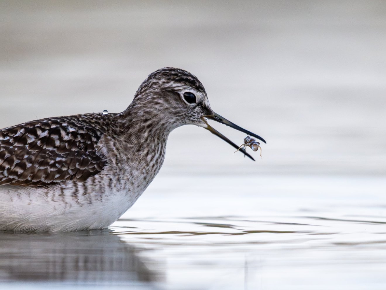 „Napimenü” •  Fotó: Timár Zoltán