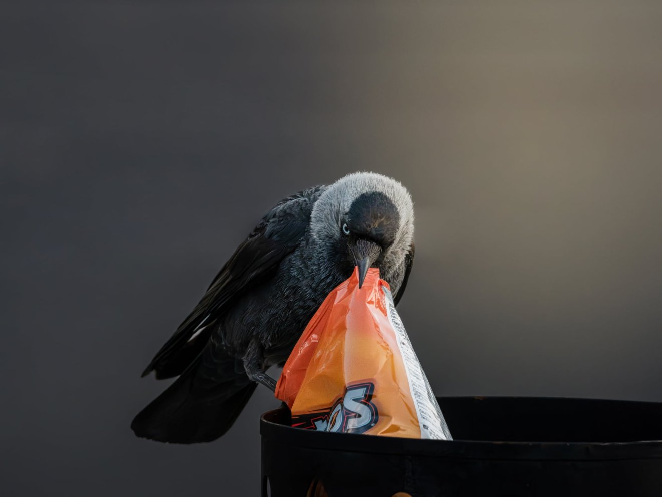 „Nincs is jobb mint Doritos reggelire” •  Fotó: Timár Zoltán