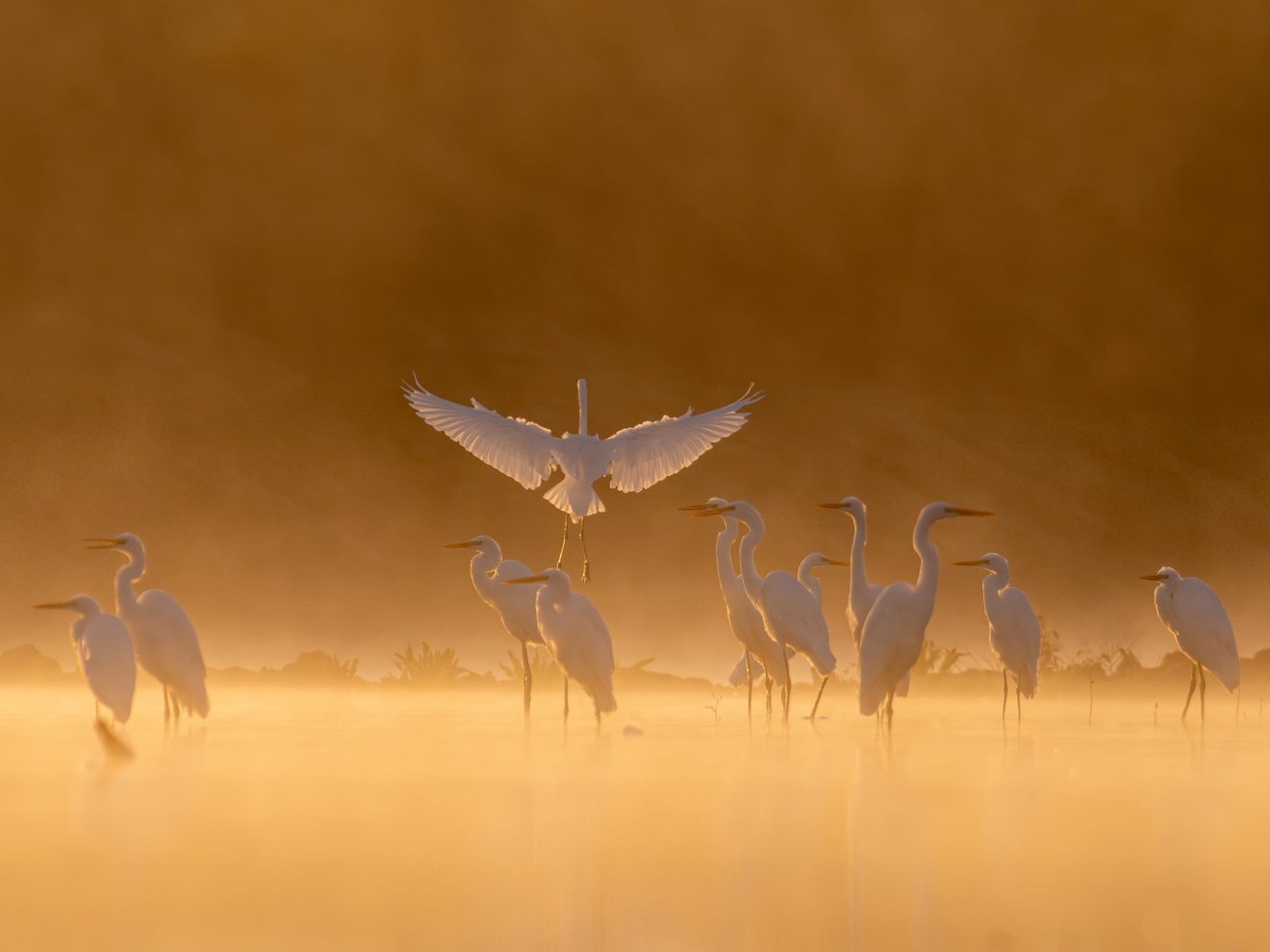 „Aranyóra” • Fotó: Timár Zoltán