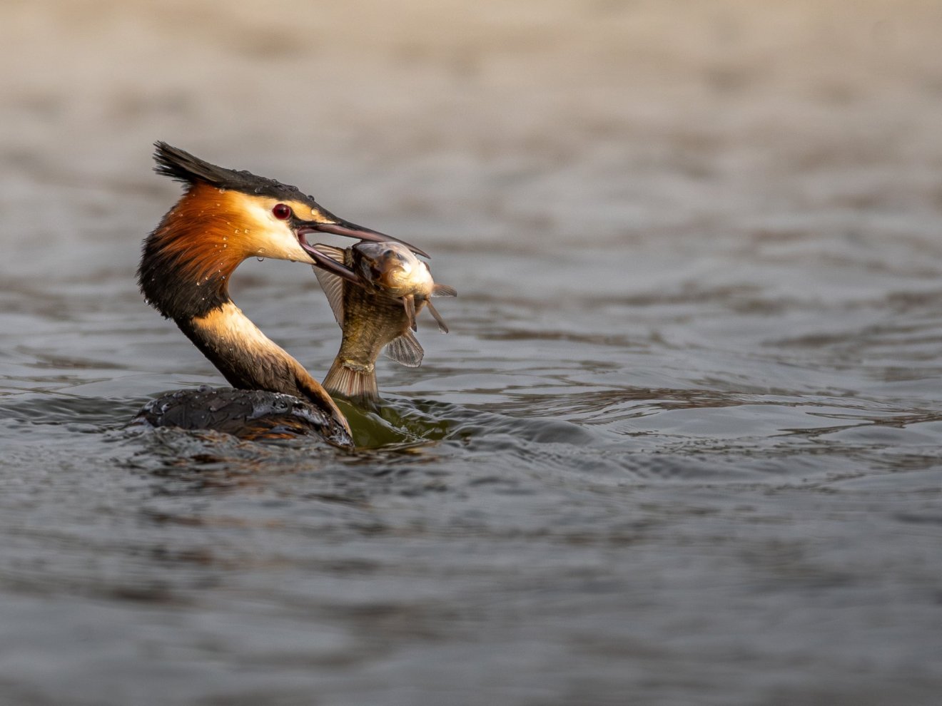 „Gigászi falat” •  Fotó: Timár Zoltán