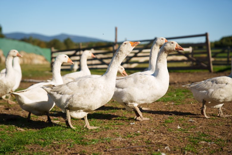 Madárinfluenza elleni óvintézkedéseket vezettek be a határ menti településeken a magyarországi járvány miatt
