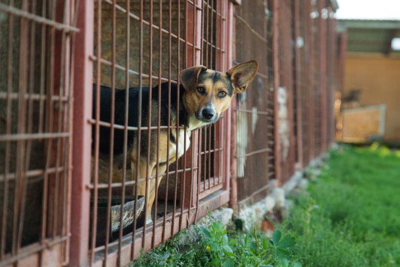 „Szélnek eresztett” kutyák Sepsiszentgyörgyön?