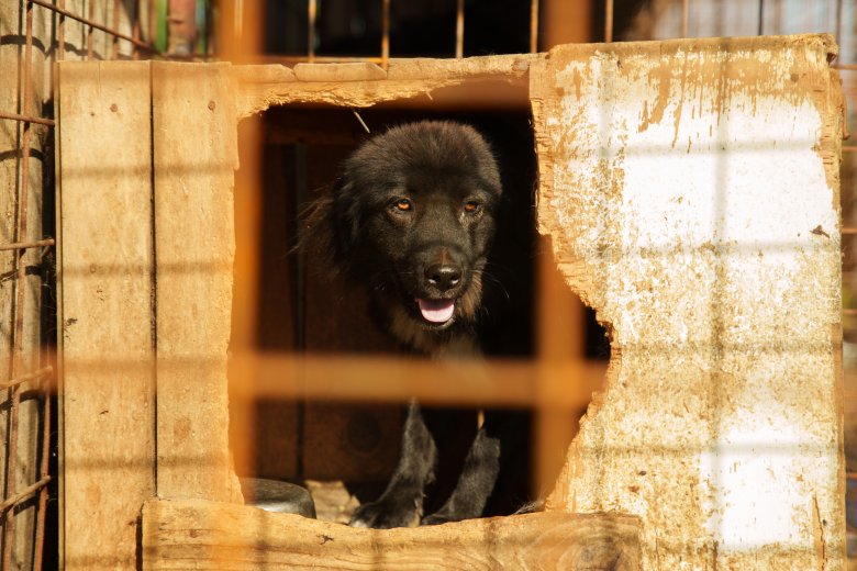 Megoldás vagy melléfogás a közös kutyamenhelyek terve?