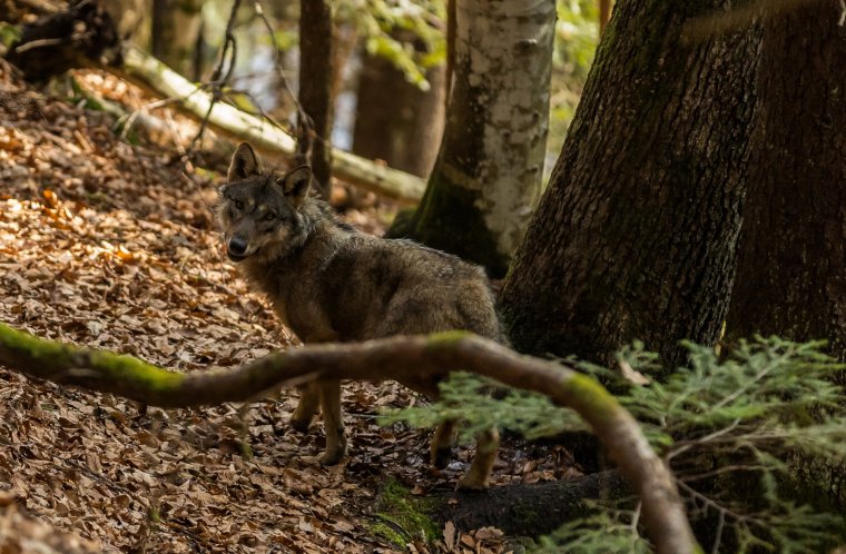 „Rákaptak” a kutyákra a háromszéki farkasok