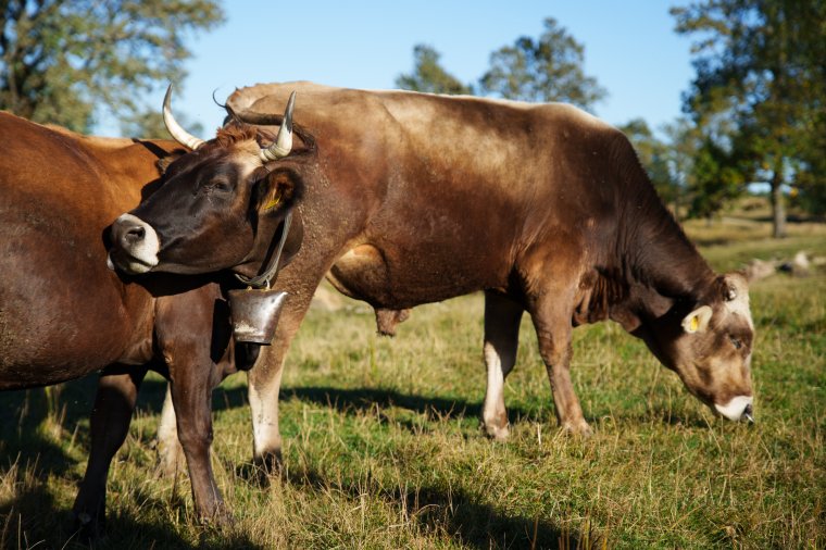 Elkezdték az állami támogatások kifizetését az állattartóknak