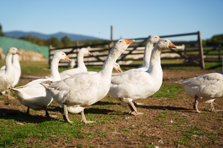 Madárinfluenza elleni óvintézkedéseket vezettek be a határ menti településeken a magyarországi járvány miatt