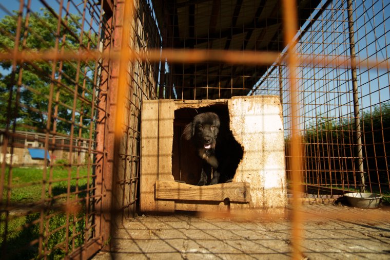 A szépmezői menhely működtetője: nem célunk, hogy bármelyik kutyát elaltassuk