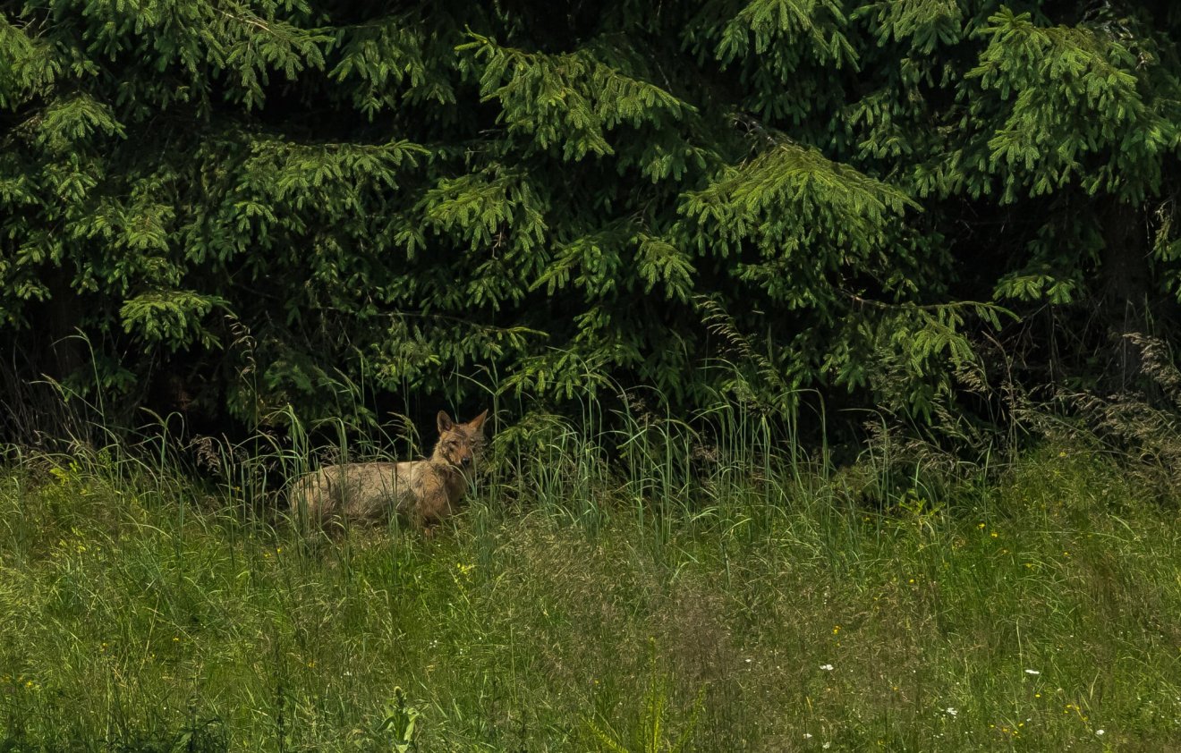 Tudták, hogy a farkas, ha muszáj, átmenetileg még csigákkal, bogyókkal is megelégszik? •  Fotó: Péter Levente