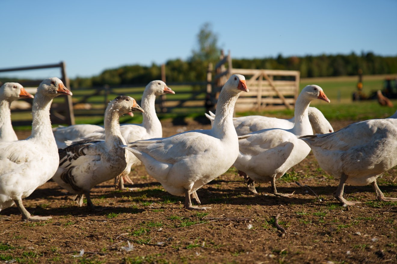 liba, szent Márton, Márton-nap, november 11., bőség, A jószív, az újbor és a bőség ünnepe