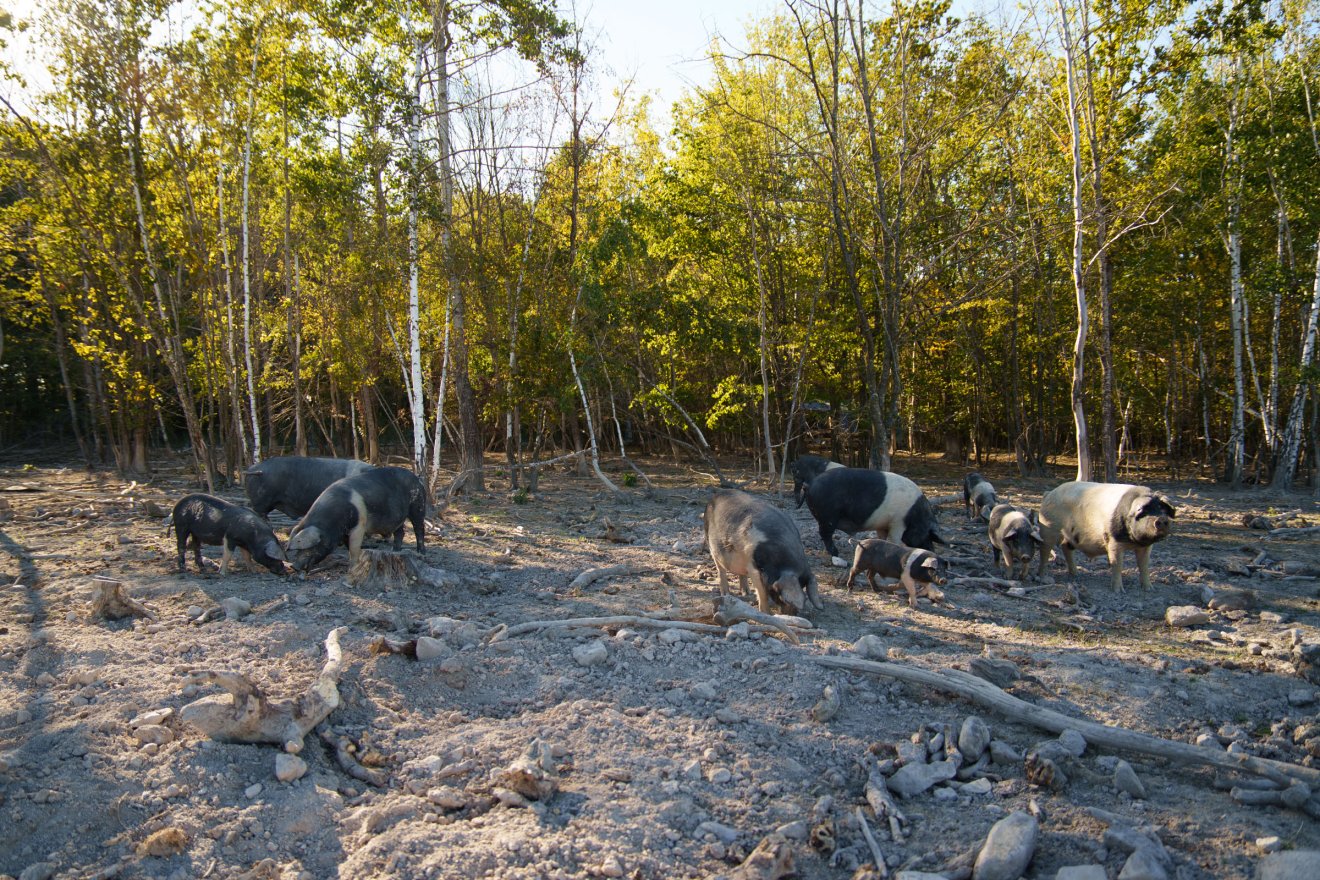 A szabadság megédesíti a földből kiturkált eledelt is &bullet;  Fotó: Tuchiluș Alex
