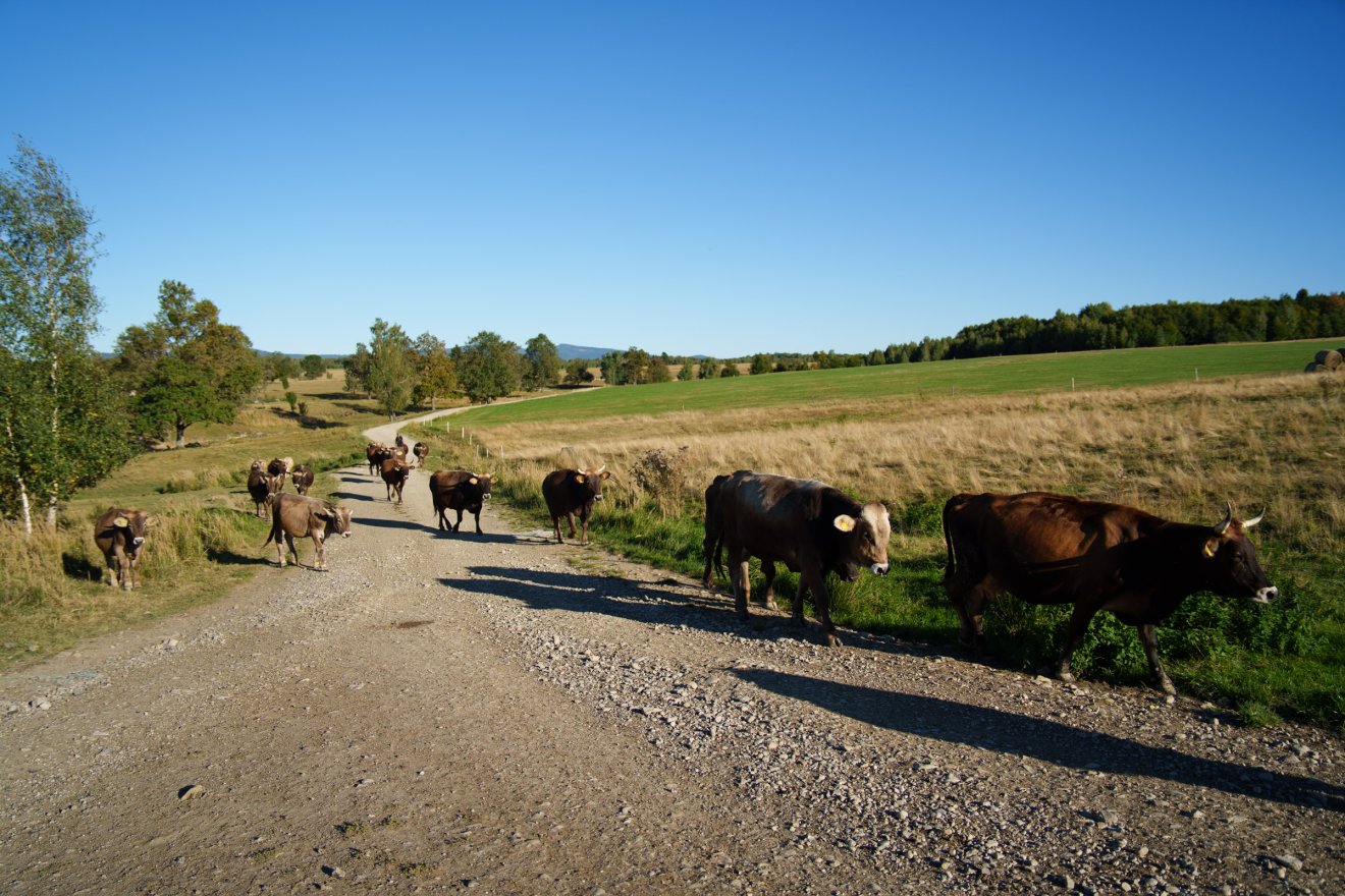 Jó ösztönökkel rendelkező őshonos állatok a mokány tehenek – éppen hazafelé tartanak a legelőről &bullet;  Fotó: Tuchiluș Alex
