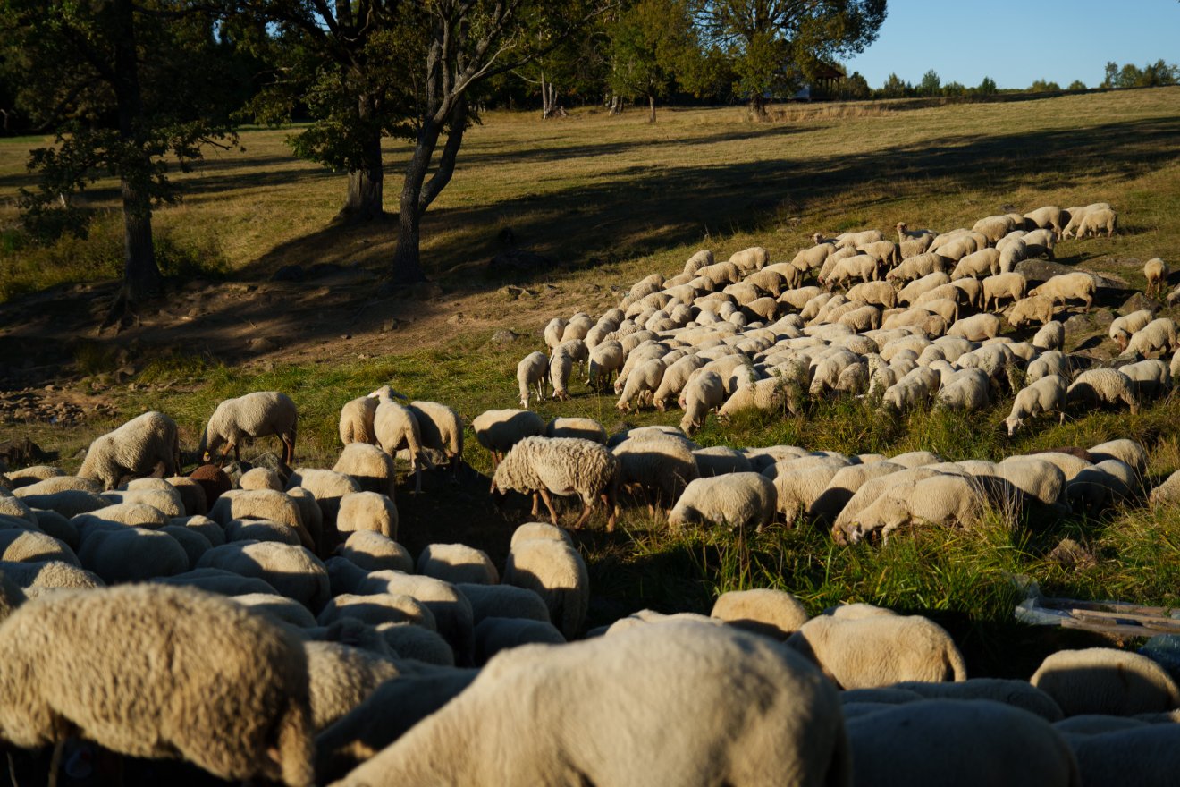 A berke húsa nem faggyúszagú &bullet;  Fotó: Tuchiluș Alex