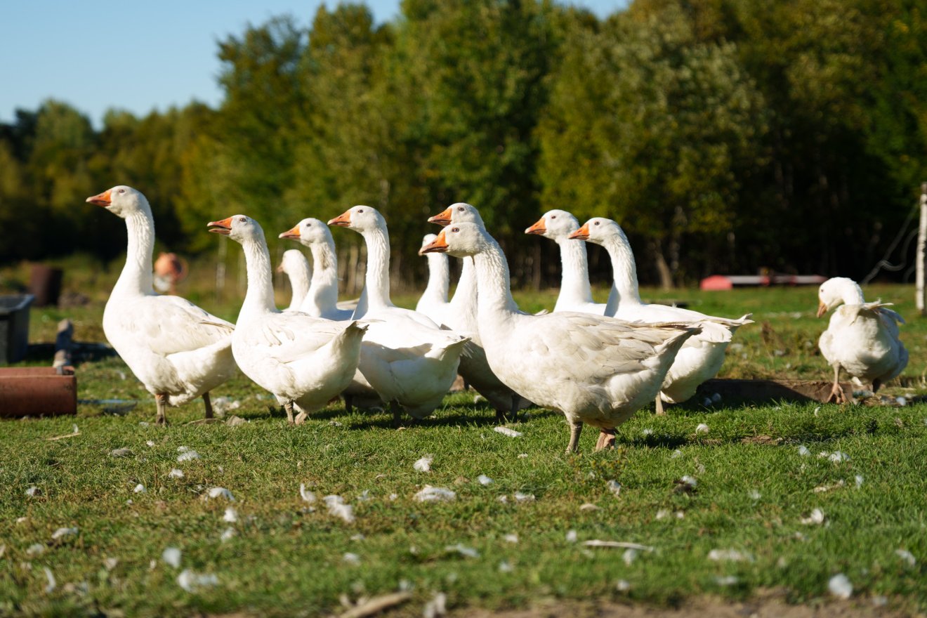 Libák serege vonul a legelőn &bullet;  Fotó: Tuchiluș Alex