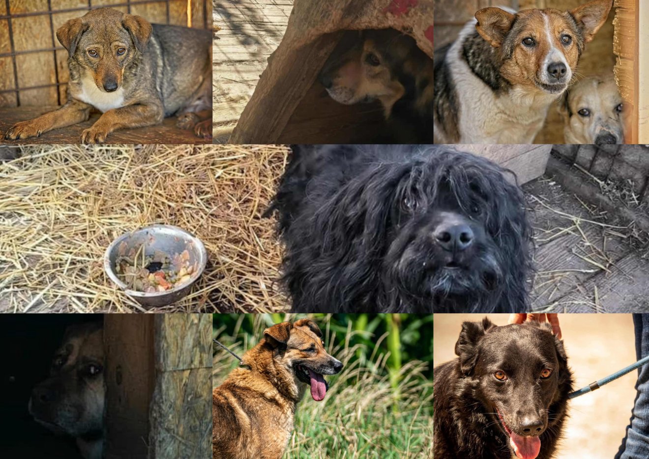 Nyolc ebet altattak el Szépmezőn • Fotó: Sepsiszentgyörgyi Kóborkutya Menhely