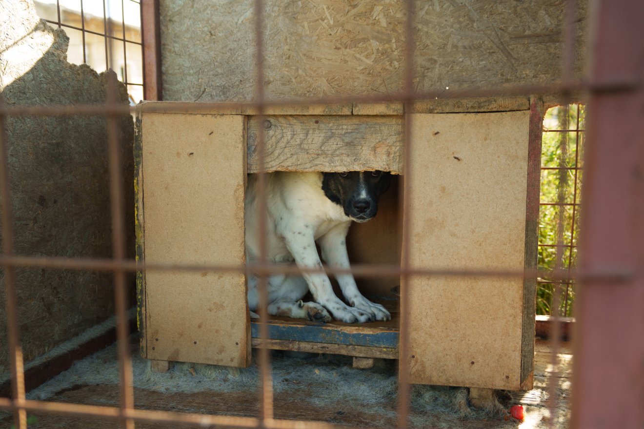 A civilszervezetek szerint a törvény nem oldaná meg a kóbor ebek problémáját •  Fotó: Tuchiluș Alex