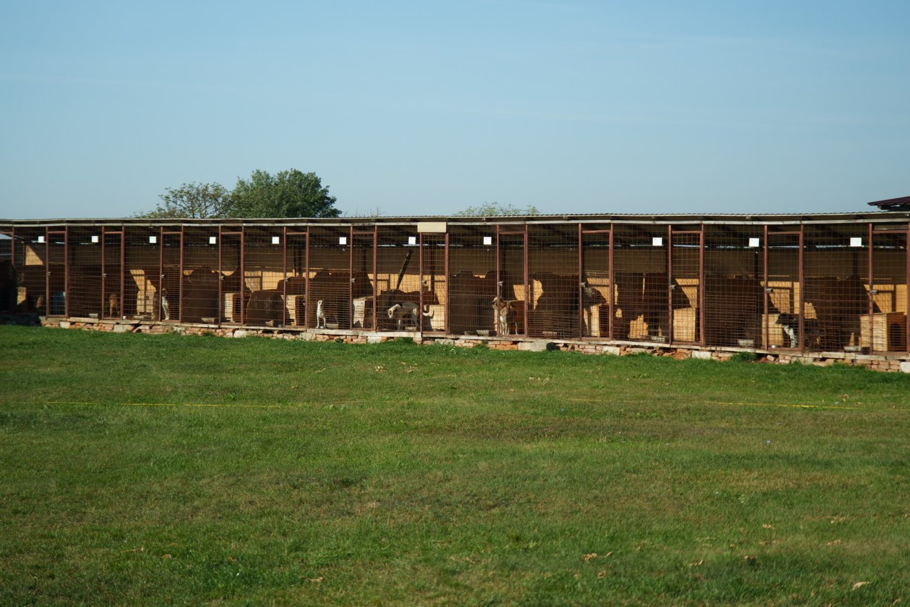 A szabványoknak megfelelően 110 kutya fér el a menhelyen, de ennél szinte mindig több eb van a kennelekben •  Fotó: Tuchiluș Alex