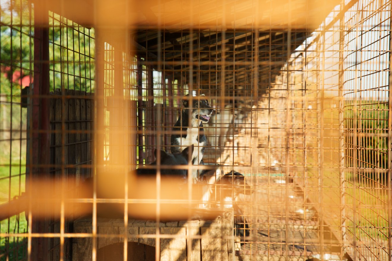 Adminisztrátor: az altatás soha nem könnyű döntés, és senkinek sem kívánjuk azt, hogy ebben a szerepben legyen •  Fotó: Tuchiluș Alex