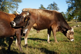 Elkezdték az állami támogatások kifizetését az állattartóknak