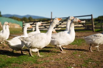 Madárinfluenza elleni óvintézkedéseket vezettek be a határ menti településeken a magyarországi járvány miatt