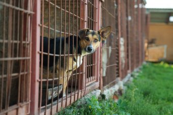Állatok világnapja: szívszorító történetek, amelyek még várják a boldog befejezést