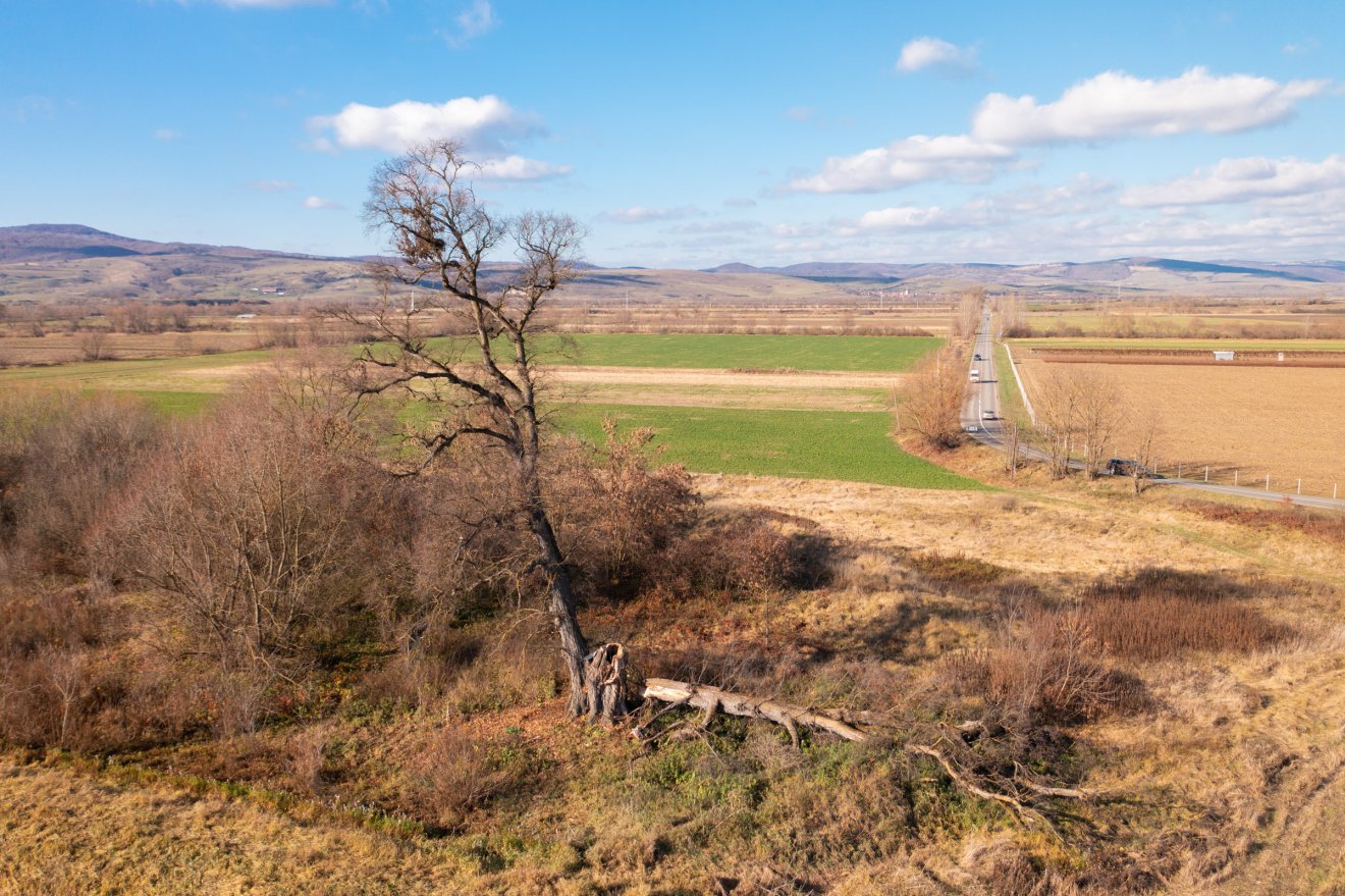 A terv az, hogy a letört ágból életfát készítenek •  Fotó: Tuchiluș Alex