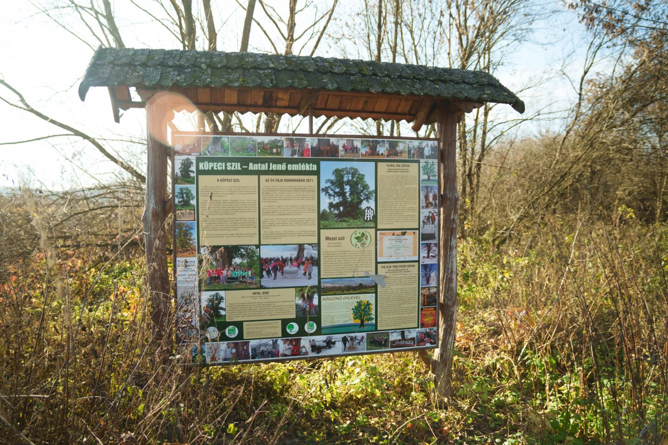 A szil mellett található egy tájékoztató tábla, amelyet még 2011-ben állítottak a versenyen elnyert pénzből •  Fotó: Tuchiluș Alex