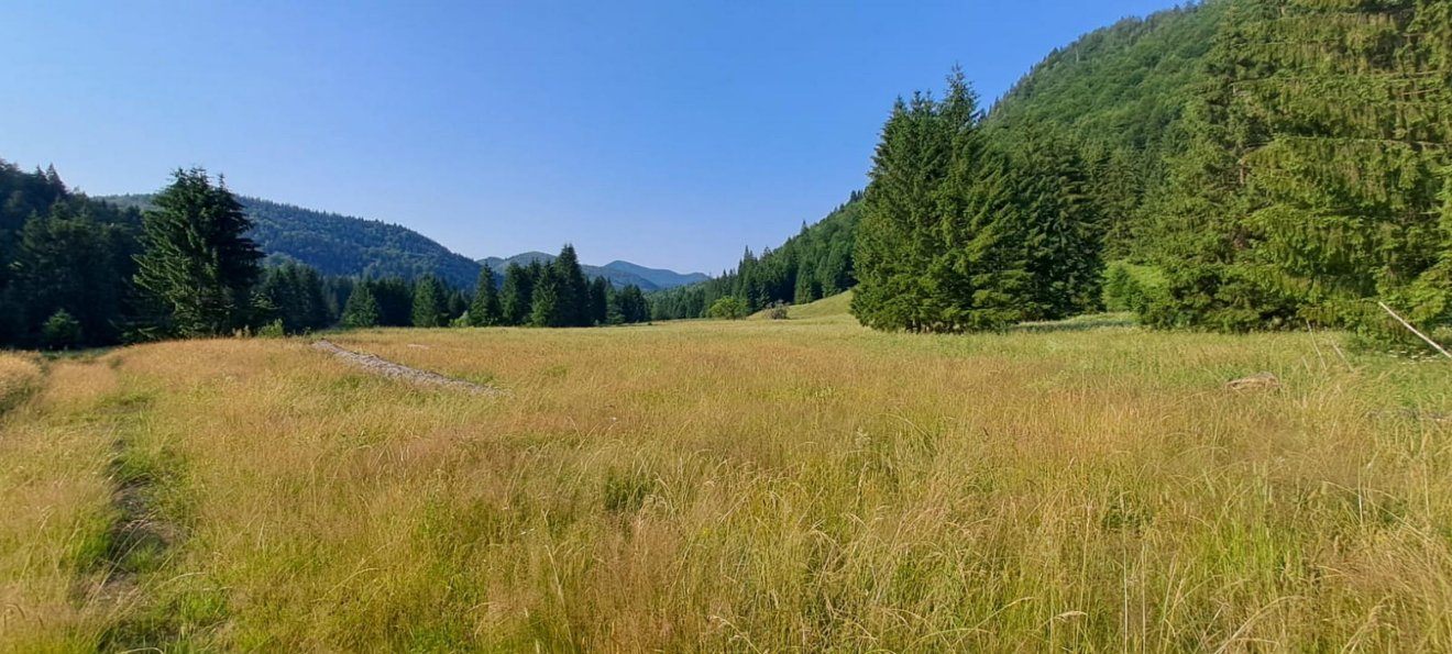 Mára a természet visszahódította a terepet: itt állt valaha Zernyefűrész ipartelep •  Fotó: Csákány László