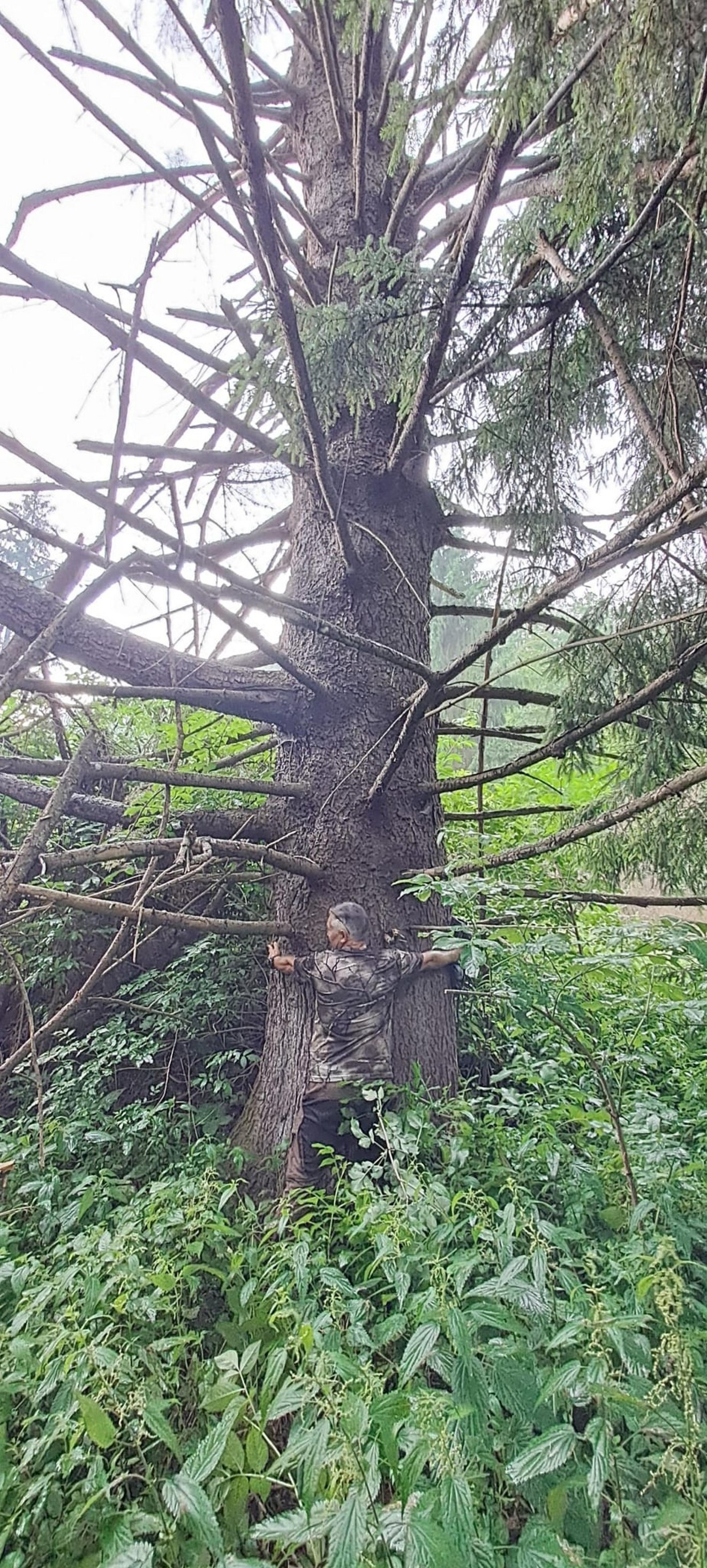 Egy 200 éves fenyő a sodronypálya végénél, mely tanúja volt a virágzó vállalkozásnak •  Fotó: Csákány László