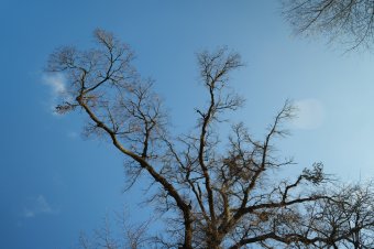 Köpeci szil: évszázadok viszontagságai után is ragaszkodik az élethez – videó