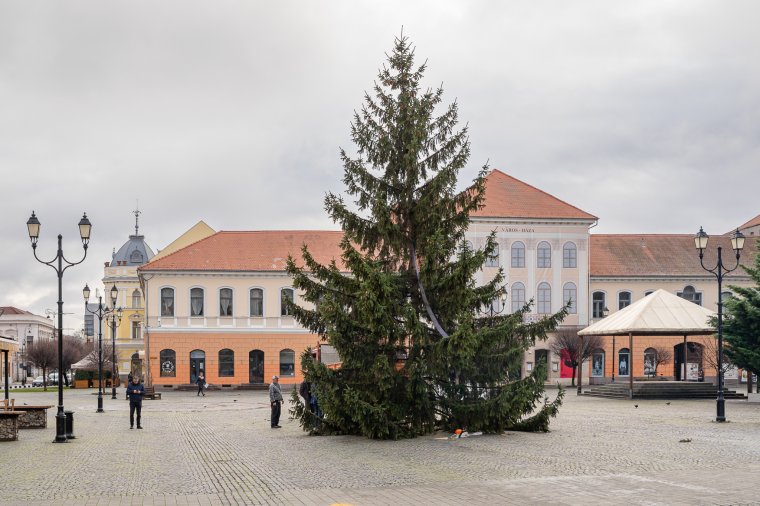 Felállították a város karácsonyfáját Sepsiszentgyörgyön