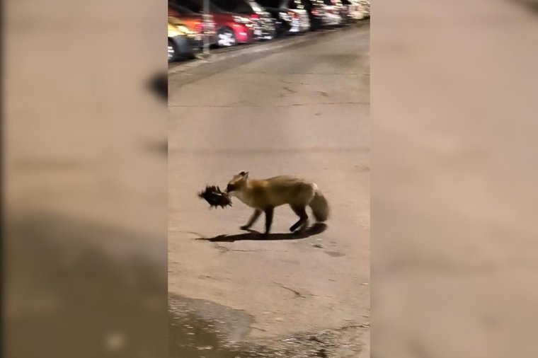 Késő esti vacsora: élelemért merészkedett be Sepsiszentgyörgyre a róka – videóval