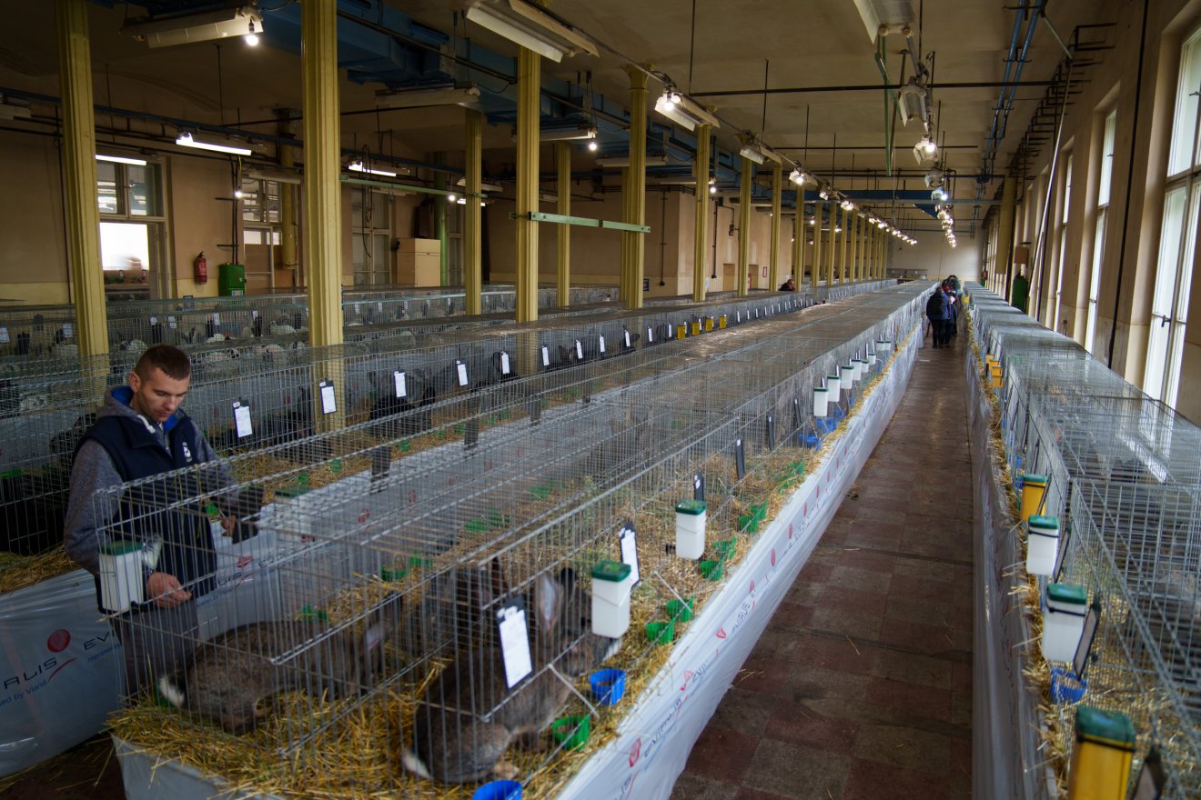 • Fotó: Tuchiluș Alex