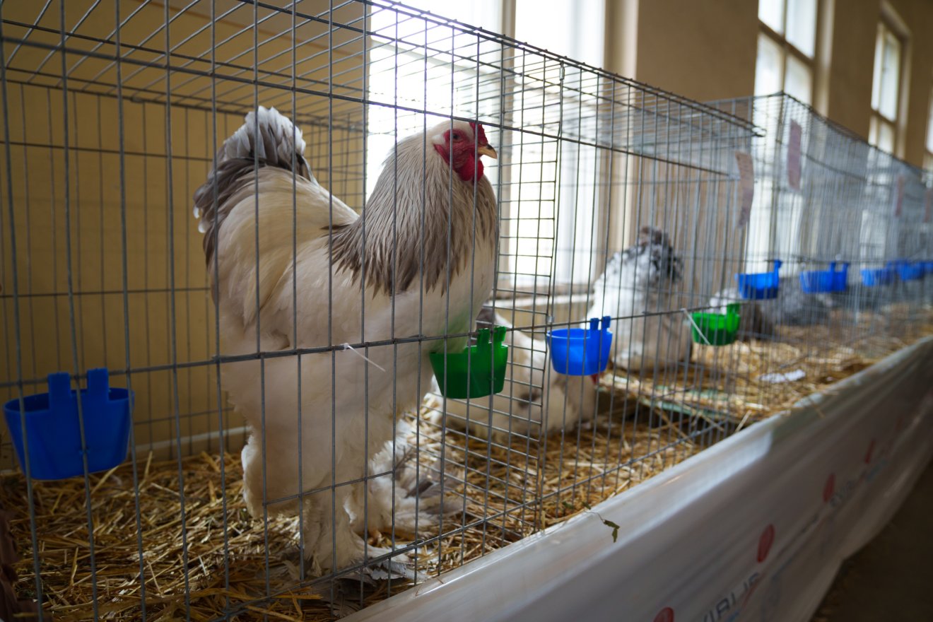 •  Fotó: Tuchiluș Alex