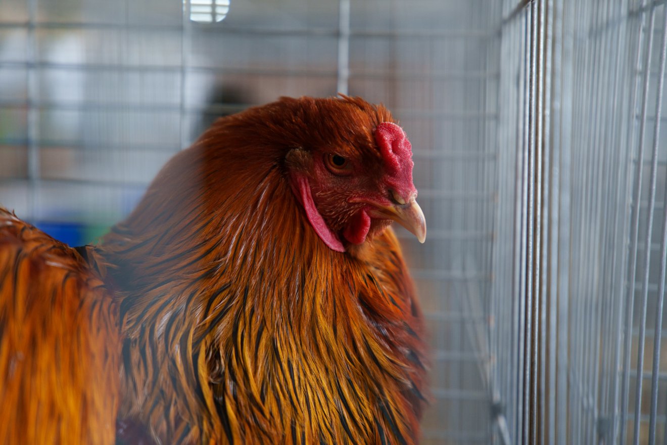 •  Fotó: Tuchiluș Alex