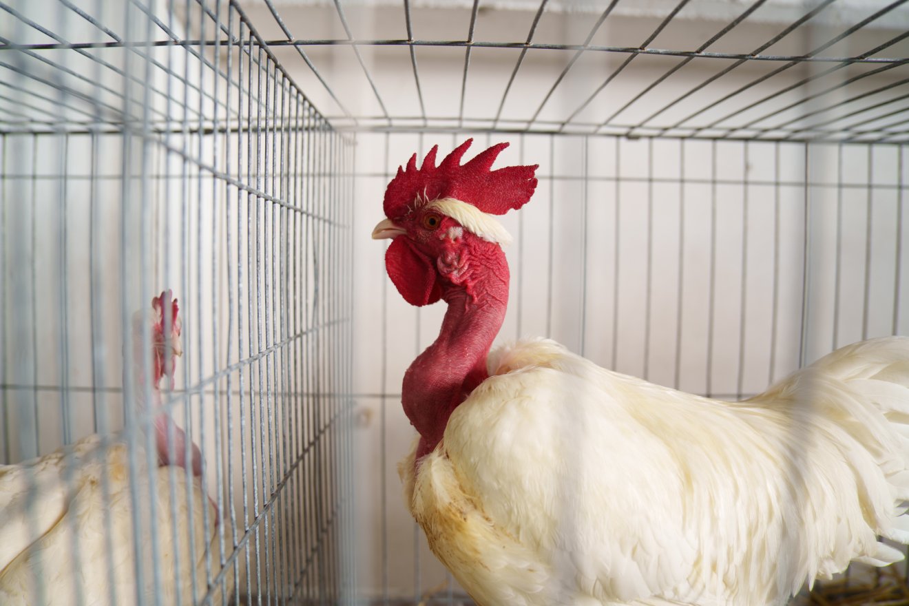 Számtalan különleges fajt tekinthetnek meg az érdeklődők •  Fotó: Tuchiluș Alex