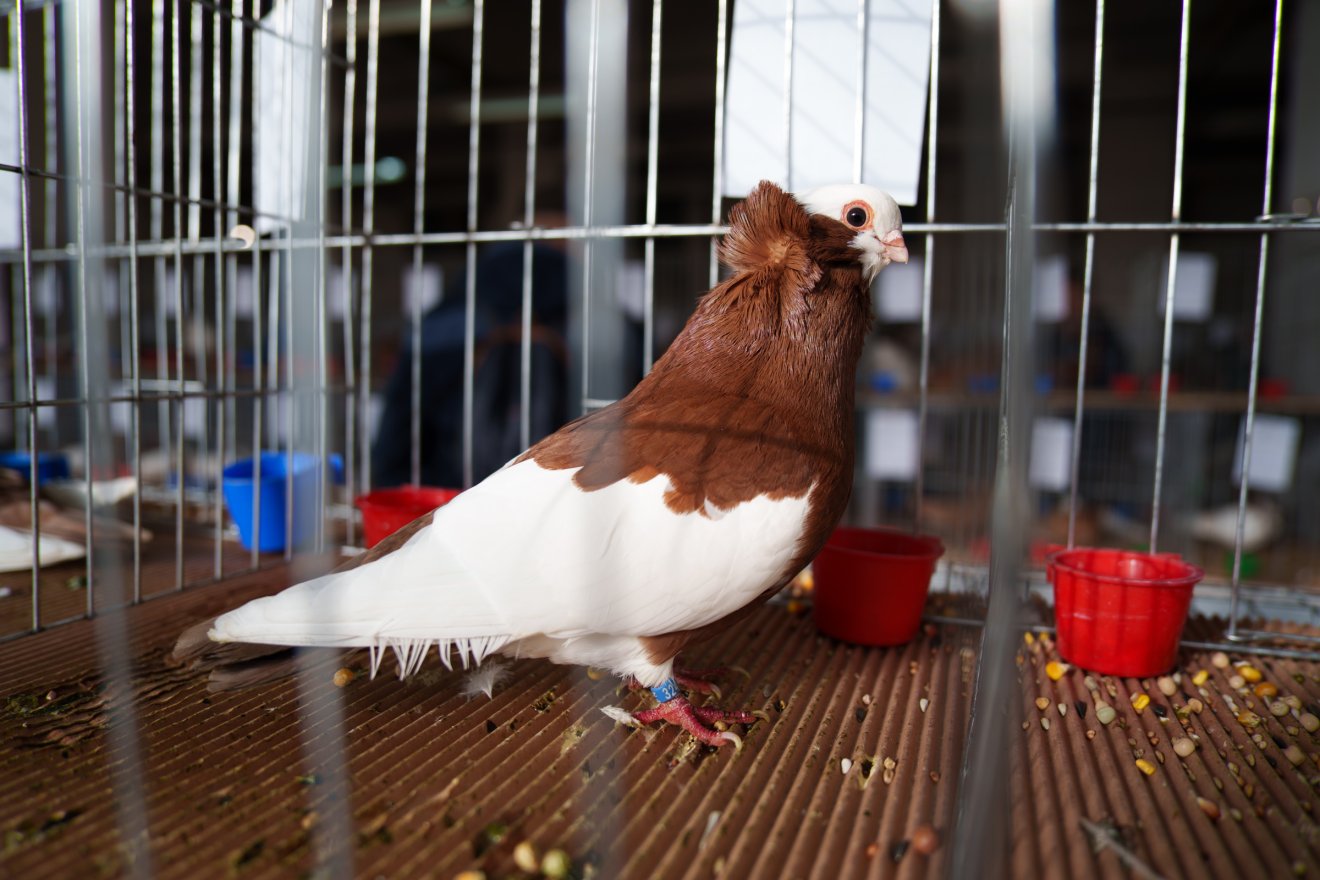 A galamboknak, baromfiféléknek és a nyulaknak egy-egy emelet jutott a dohánygyárban •  Fotó: Tuchiluș Alex