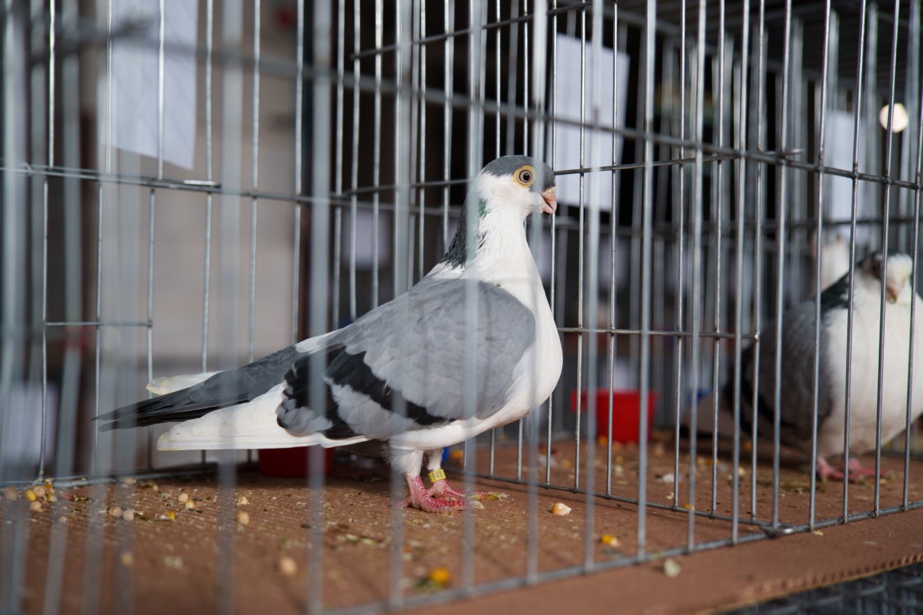 •  Fotó: Tuchiluș Alex