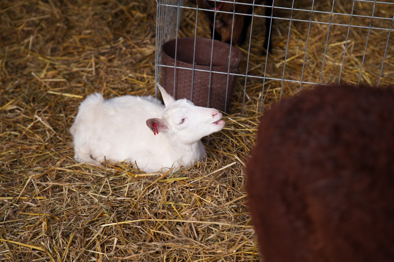 •  Fotó: Tuchiluș Alex