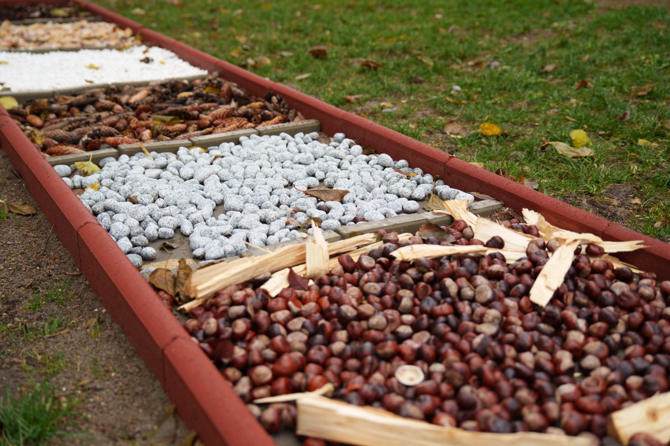 A mezítláb járás a természethez köt és jó hatással van a testi működésekre is •  Fotó: Tuchiluș Alex