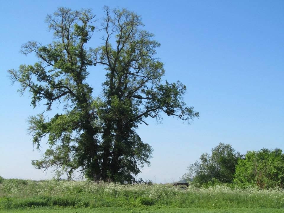 A szilóriásnak eredetileg három ága volt, de 2018-ban és 2025-ben veszteség érte a fát •  Fotó: Demeter Zoltán személyes archívuma