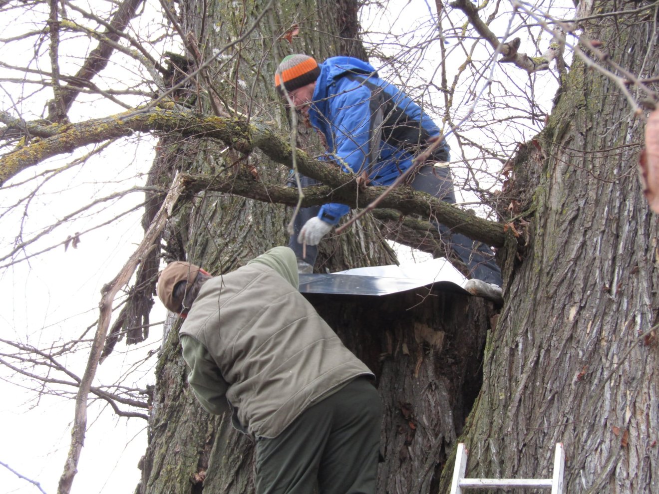 Az első ág letörése után lemezzel födték be az üreget, hogy védjék az esőtől és hótól •  Fotó: Demeter Zoltán személyes archívuma