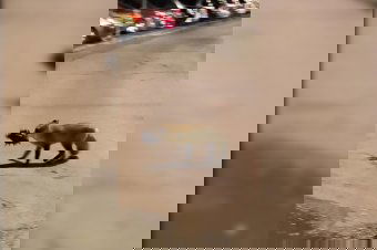 Késő esti vacsora: élelemért merészkedett be Sepsiszentgyörgyre a róka – videóval